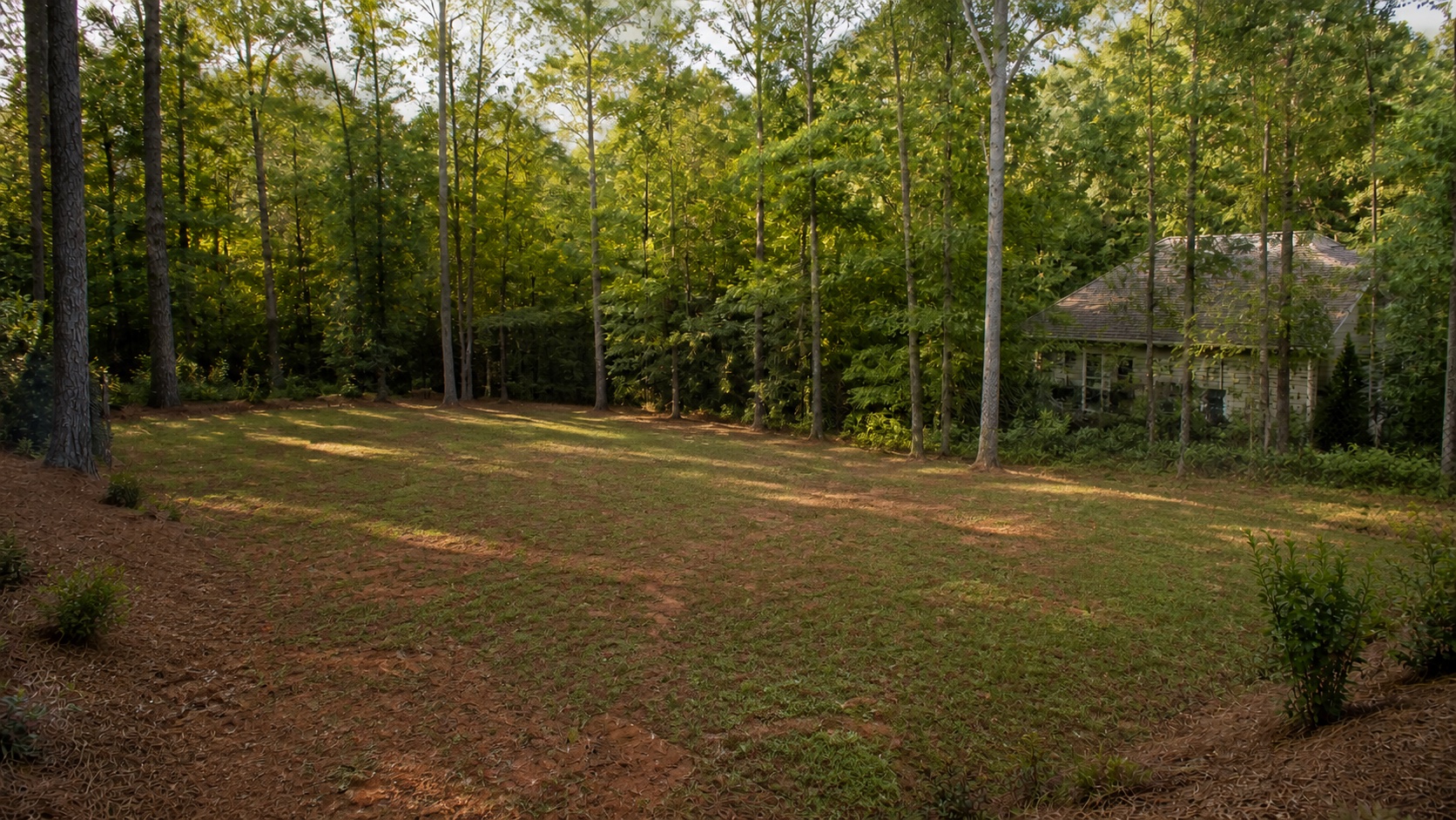 Open wooded residential backyard before a private pickleball court transformation